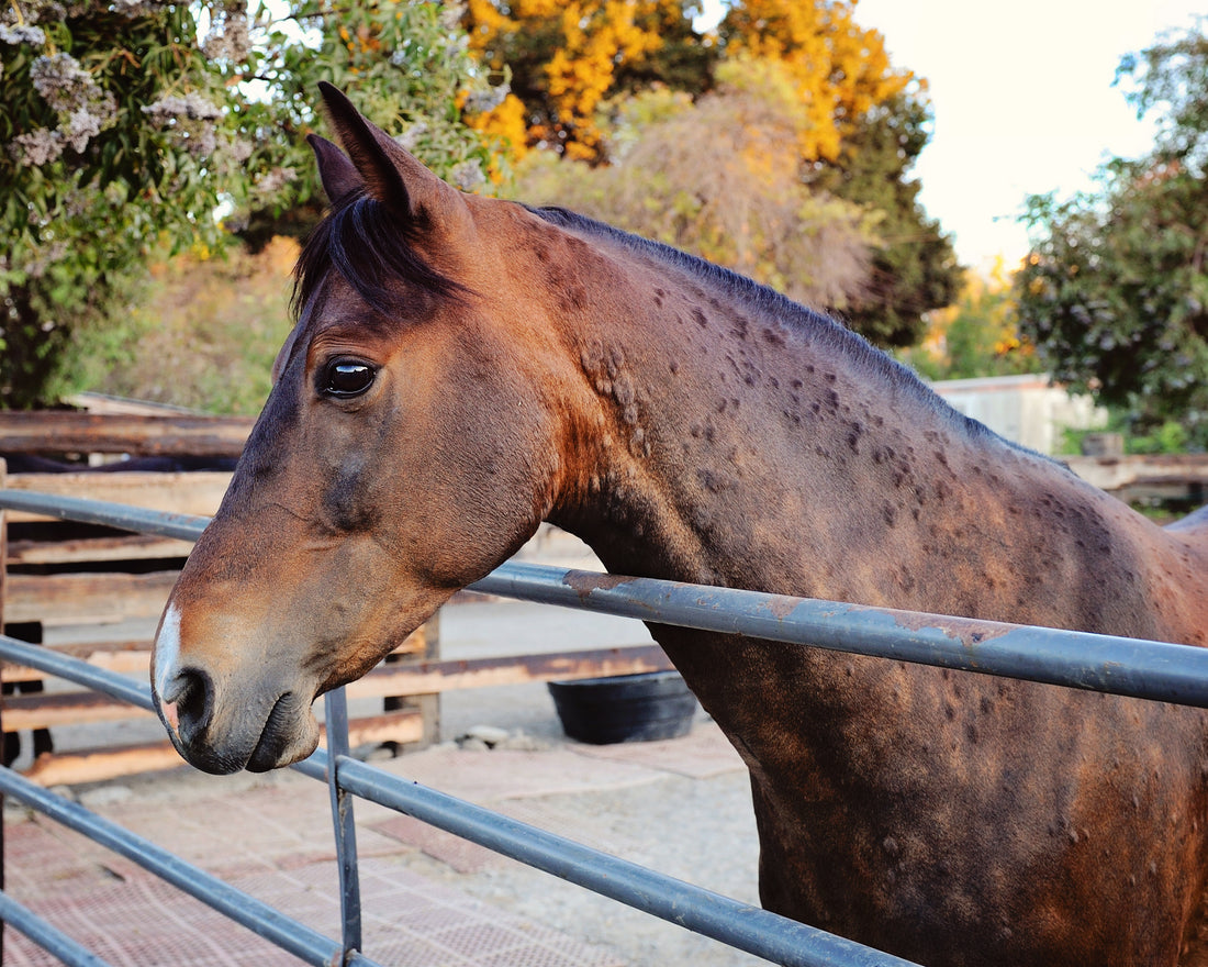 Horse with unmanaged hives needing premium supplements