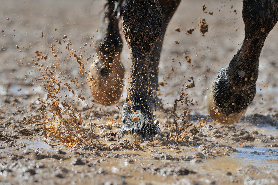 Cellulitis, mud fever, and dampness - oh my!...How Equina Immunopro helps horses beat these pesky situations.