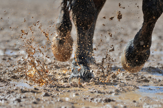 Cellulitis, mud fever, and dampness - oh my!...How Equina Immunopro helps horses beat these pesky situations.