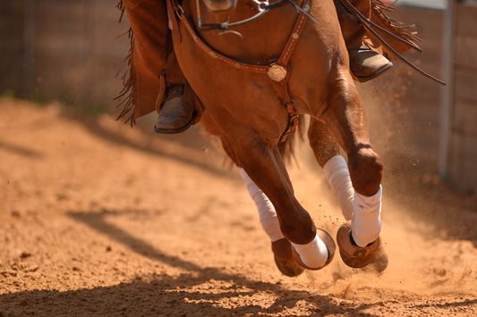 Horse in western show wear and movement 